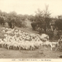 cpa.champcueil.photoedition.6688.lesmoutons.ex01r.png